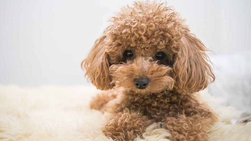 Tại sao bạn phải thường xuyên tắm cho chó Poodle?