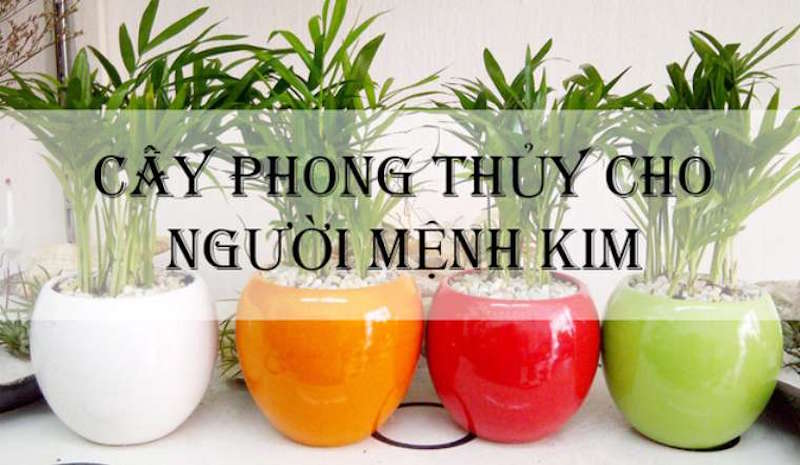 Người mệnh Kim nên trồng cây gì thu hút tài lộc, sức khoẻ?