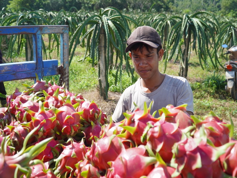 Lợi ích cho nông dân trồng thanh long Bình Thuận